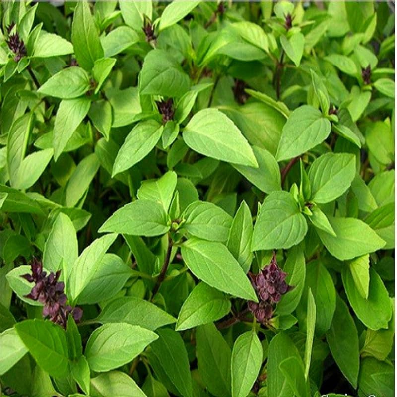15 Basil Live Plants, Green Basil Plants Live for Planting, from 5 Inches Tall