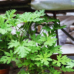 2 Citronella Plants Live, Live Citronella Plant Indoor Outdoor, Citronella Indoor Plant, Citronella Starter Plant Indoor Outdoor, Gardening Growing