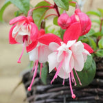 Fuchsia Plant Pot, 5 Inc Tall, 2 White Red Fuchsia Flower Plants Live, Hardy Perennial Flower Plant