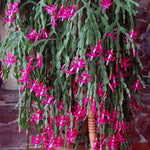 Christmas Cactus Plants Live, Thanksgiving Cactus Easter Cactus Like, 4-8 Inc Tall, Cold Hardy, Holiday Cactus for Indoor Outdoor Planting, Starter Size (Pink)