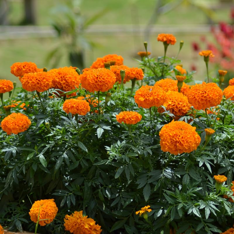 Set of 4 Marigold Plants Live, Orange Marigold Live Plants, 5 Inches to 8 Inches Long, Live Marigold Plants Indoor Gardening Outdoor