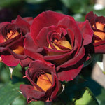 Rose Bush Live Plant, 5-9 Inch Tall, Fragrant Rose Flowers Tree, Well-Rooted Ready to Plant Outdoor Indoor (Dark Night Rose)