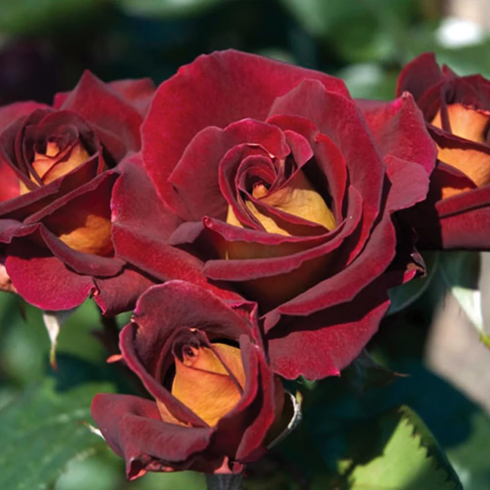Rose Bush Live Plant, 5-9 Inch Tall, Fragrant Rose Flowers Tree, Well-Rooted Ready to Plant Outdoor Indoor (Dark Night Rose)