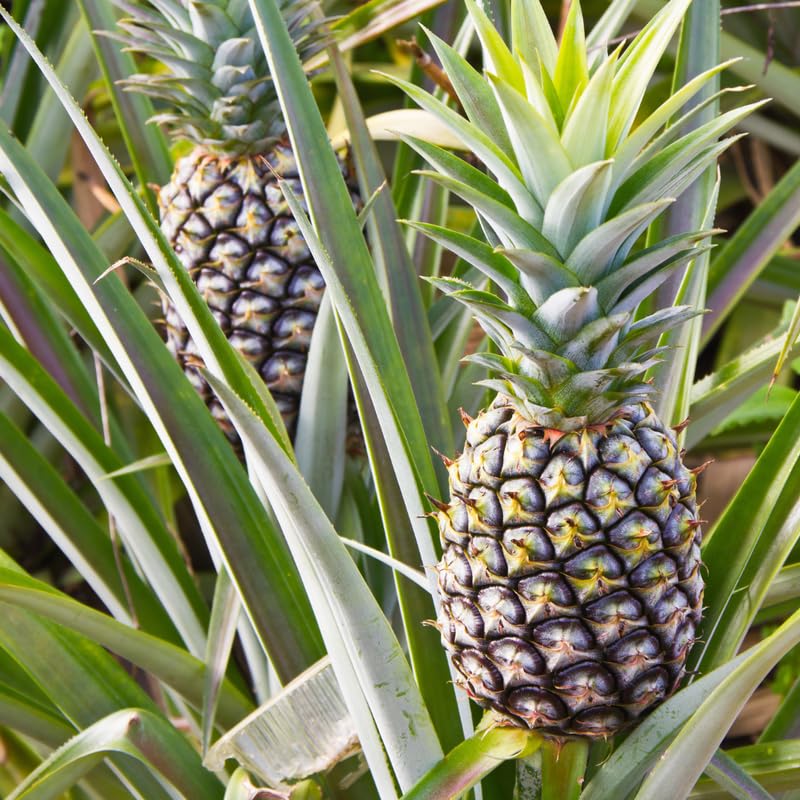 2 Pineapple Plants Live 4 to 7 Inch Tall, Sweet Pineapple Trees Live Plants, Cold Hardy Pineapple Fruit Trees (White Jade Pineapple)