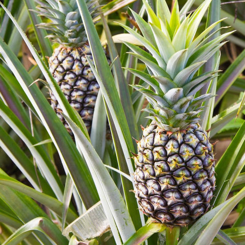 2 Pineapple Plants Live 4 to 7 Inch Tall, Sweet Pineapple Trees Live Plants, Cold Hardy Pineapple Fruit Trees (White Jade Pineapple)