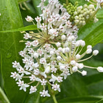 2 White Milkweed Plants Live, Tropical Butterfly Milkweed 4-8 Inches, Perennial Milkweeds Flowers Well Rooted Container or Outdoor Growing