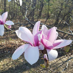 Jane Magnolia Tree in Gallon Pot, Live Flowering Magnolia Tree, Hardy Ornamental Shade Trees with Fragrant Blooms