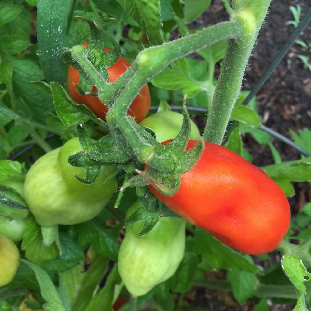 Red Tomato Plant Live, Red Fruit, Tomato Vegetable Plant Live for Outdoors Gardening, 4-6 Inches Tall in 4 Inch Pot