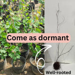 Red Seedless Grape Vines Live Plants for Planting, 5-10" Grape Tree for Outdoor Garden, Dormant in Winter, Cold Hardy, Sweet Flavor