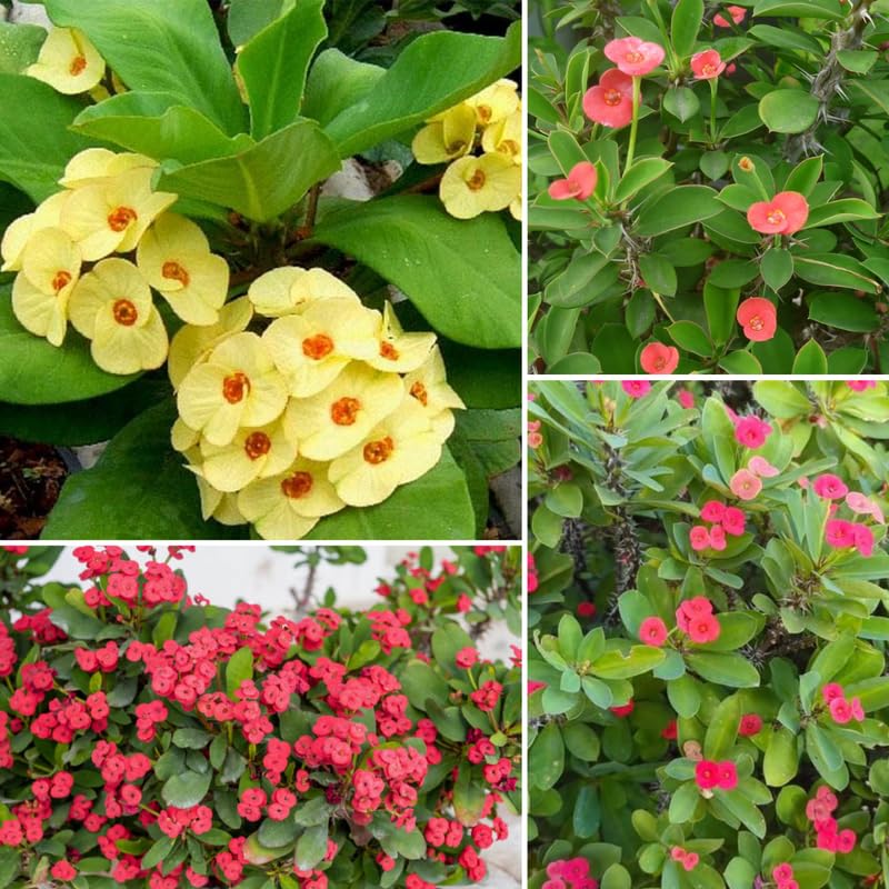 Hardy Crown of Thorn Live Plant, Random Euphorbia Milii Tree, 1 Year Old Plant, 5-10 Inches in Tall, No Pot, Indoor Outdoor Décor Succulent Cactus