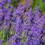 Pack 3 Lavender Plants Live, Lavandula Perennial Plants, 3-5" Height, Fragrant Perennial Flowers (Purple Lavender)