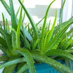 Aloe Vera Plant Live, Live Aloe Vera Plant Indoor, 4 Inc Potted, Succullent Plant Live for Gardening