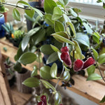 Red Lipstick Plant Live 2-5 Inch Tall, Lipstick Trailing Vine Houseplant for Indoor Growing, Home Decor Plant, No Pot