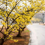 1 Pot Yellow Witch Hazel Shrub, Hardy Bush in Quart Pot, 6-13 Inch Tall Outdoor Landscape Plant