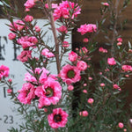 Leptospermum Tree Live Plant, 5 to 7 Inc Tall, Manuka Tea Tree Plant, Shrub Plants for Gardening