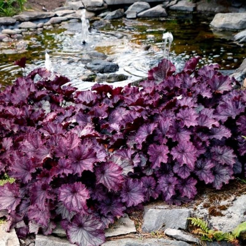 Pack 3 Heuchera Plants Live, Coral Bells Plants 4-7” Tall for Shade Gardens, Borders, Pots, Heuchera Perennials Seedlings (Purple Heuchera)