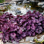 2 Heuchera Live Plants, Coral Bells Heuchera Perennials for Outdoor Garden, Shade Border, Containers, 4-6” Tall Well-Rooted (Purple Heuchera)