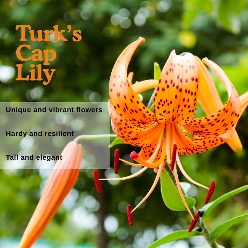 Set 5 Turk's Cap Lily Roots, Tiger Lily Bulbs, Vibrant Orange Flowering Bulbs for Growing Outdoor Garden