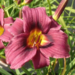 Set 10 Purple Daylily Bulbs for Planting, Hardy Perennial Lily Roots for Colorful Summer Blooms