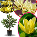 Yellow Magnolia Tree Live Plant in 2.5 Inches in Pot, Starter Plant, Fragrant Perennial Ornamental Plants Shrub for Outdoor Garden