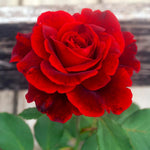 AVERAR Combo 6 Red Don Juan Rose Cuttings, 5–8 Inch Long Starter Cuttings for Planting, Rose Bush Flower Plant for Garden Outdoor Growing