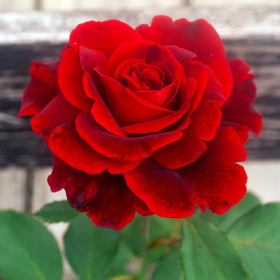 AVERAR Combo 6 Red Don Juan Rose Cuttings, 5–8 Inch Long Starter Cuttings for Planting, Rose Bush Flower Plant for Garden Outdoor Growing