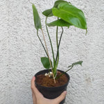Monstera Plant Live, Rare Tropical Philodendron Indoor Live Plant, Low Maintenance Houseplant 4-8 Inches (Deliciosa Monstera)