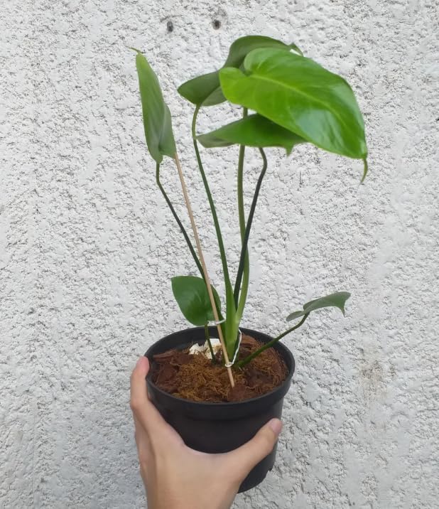 Monstera Plant Live, Rare Tropical Philodendron Indoor Live Plant, Low Maintenance Houseplant 4-8 Inches (Deliciosa Monstera)