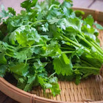 2 Cilantro Herb Plants Live in 4'' Pot, Ready to Grow Herb Starter 3-6 Inches, Fragrant Herbs for Indoor Outdoor Gardens