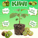 Kiwi Plants Live for Planting, Kiwi Plant Live 6-8 Inches Tall, Cold Hardy Edible Fruit Vines for Home Garden