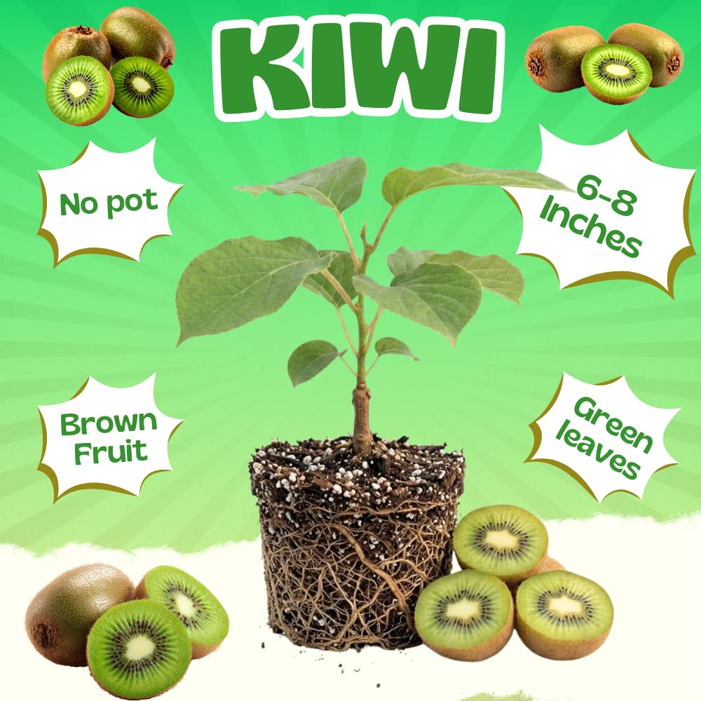 Kiwi Plants Live for Planting, Kiwi Plant Live 6-8 Inches Tall, Cold Hardy Edible Fruit Vines for Home Garden