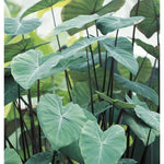 Combo 3 Green Leaf Black Stems Colocasia Live Plants, Elephant Ear Esculenta Taro, 5 to 8" in Tall, Alocasia Live Plant for Planting, Live Houseplant Colocasia Plant