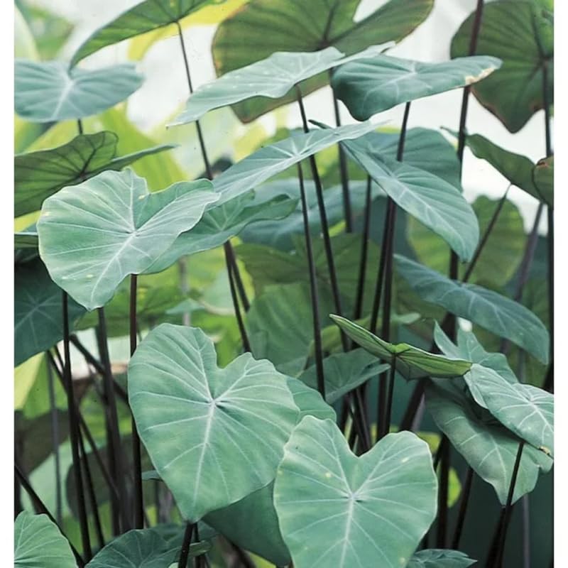 Combo 3 Green Leaf Black Stems Colocasia Live Plants, Elephant Ear Esculenta Taro, 5 to 8" in Tall, Alocasia Live Plant for Planting, Live Houseplant Colocasia Plant