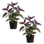 2 Gynura Purple Passion Plants Live, Gynura Aurantiaca Velvet Plant 4-7 Inches Tall for Home and Office, No Pot