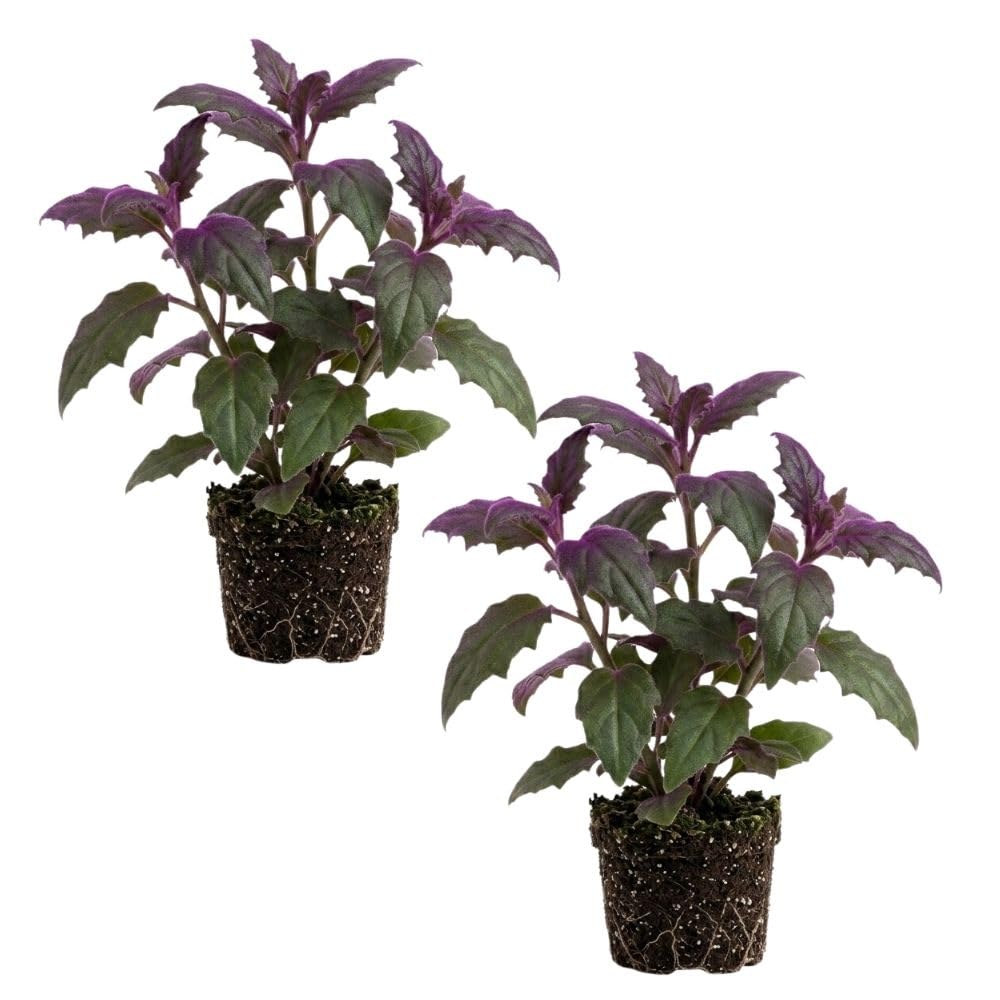 2 Gynura Purple Passion Plants Live, Gynura Aurantiaca Velvet Plant 4-7 Inches Tall for Home and Office, No Pot