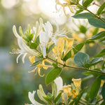 6 Yellow Honeysuckle Cuttings 8–10 Inches, Honeysuckle Vine Plant Cuttings, Fragrant Flowering Climbing Plant for Outdoor Growing
