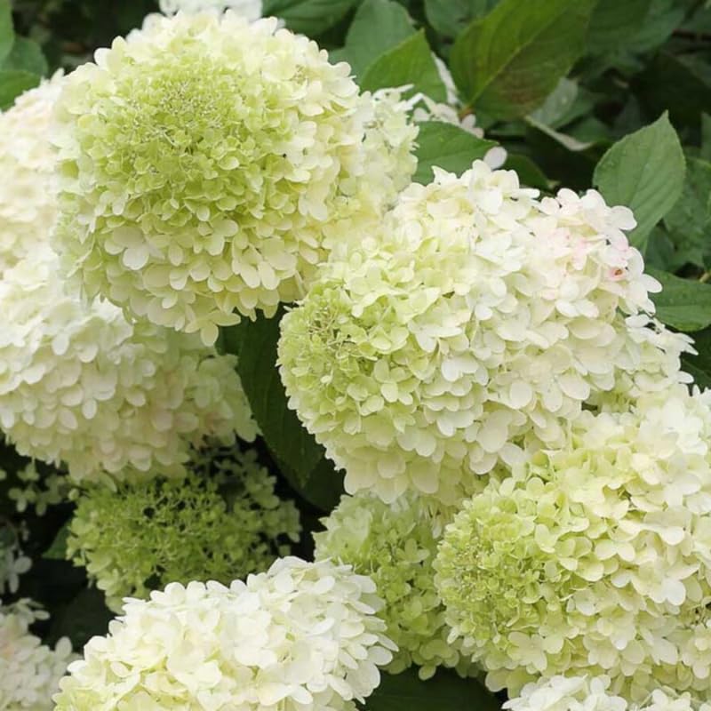 Lime Hydrangea Live Plant in 2.5'' Pot, Hydrangea Bush Shrub Vibrant Blooms, Outdoor Garden, Ready to Grow
