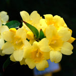 2 Yellow Jasmine Plants Live, 4 to 7 Inc Tall, Jasmine Live Plant Climbing Flower