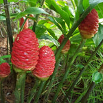 4 Awapuhi Shampoo Ginger Roots, Zingiber Zerumbet Fresh Ginger Rhizomes, Hawaiian Ginger Lily Flower Perennial Garden Simple to Grow