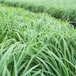 2 Lemon Grass Live Plant, Live Lemon Grass, Lemon Grass Plants, Lemongrass Plant, Live Lemongrass Plant