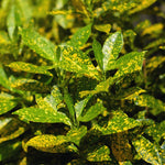 2 Live Croton Plants Live, Green Yellow Croton Plant, 5 to 6 Inches Long, Croton Live Plant for Garden