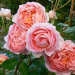 Rose Plant Live, Rose Bush Live Plant, Fragrant Flowers Ready to Plant, 5-9 Inch Height, Well-Rooted, No Pot (Apricot Pink Rose)