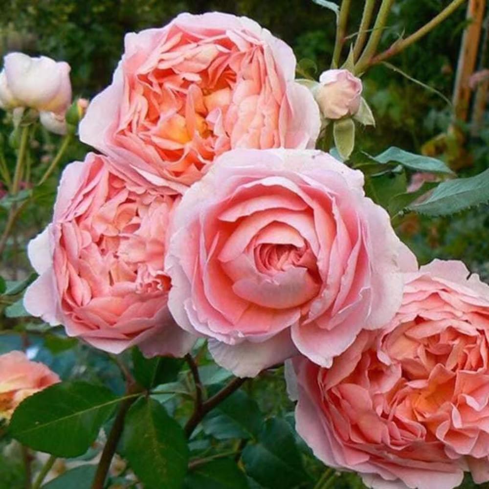 Rose Plant Live, Rose Bush Live Plant, Fragrant Flowers Ready to Plant, 5-9 Inch Height, Well-Rooted, No Pot (Apricot Pink Rose)