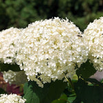 Hydrangea Plant Live, Reblooming Hydrangea Flowers Well-Rooted, Hardy Bush Shrub, 5-9" Tall, Vibrant Shades (White Hydrangea)