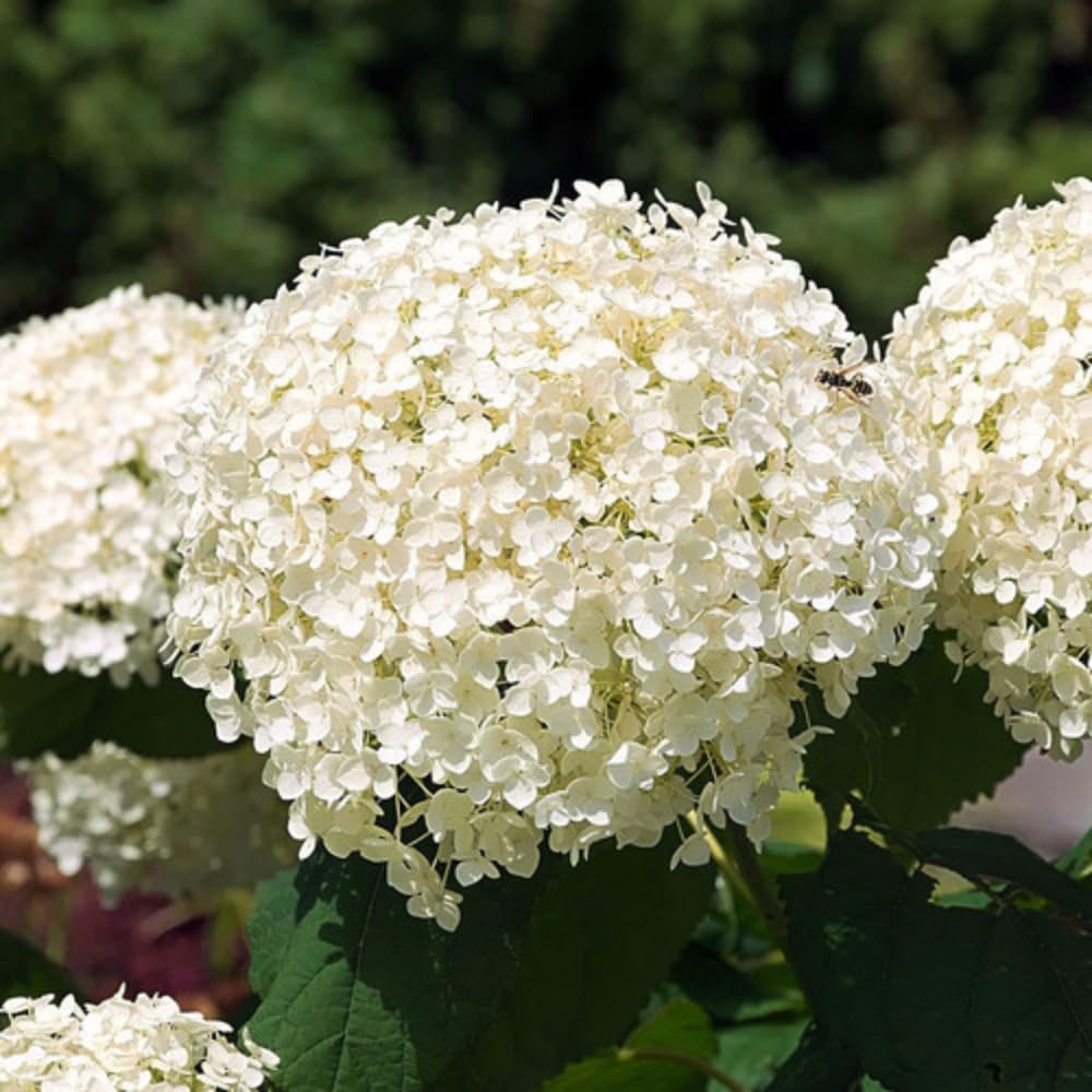 Hydrangea Plant Live, Reblooming Hydrangea Flowers Well-Rooted, Hardy Bush Shrub, 5-9" Tall, Vibrant Shades (White Hydrangea)