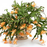 True Thanksgiving Cactus Plant Live in 4" Pot, Ready to Bloom, Holiday Christmas Cactus Plants Live, Vibrant Blooms (Peachy Yellow)