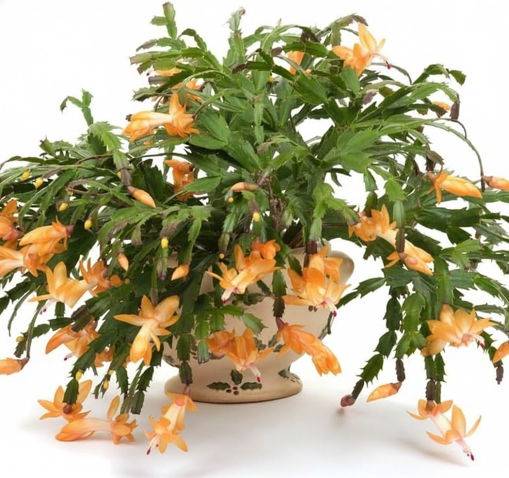 True Thanksgiving Cactus Plant Live in 4" Pot, Ready to Bloom, Holiday Christmas Cactus Plants Live, Vibrant Blooms (Peachy Yellow)