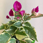 2 Bougainvillea Plants Live, Varigated Bougainvillea Live Plant, 4 to 6 Inc Tall