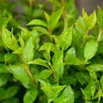 Combo 20 North Privet Hedge Trees, 1-1.5 Feet Tall Ligustrum Live Plants Shrubs, Dormant and Bare Roots, Privacy Hedges