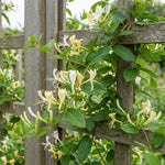 12 Yellow White Honeysuckle Cuttings, Lonicera Japonica Vine Plant Starter, Climbing Flowering Plant for Garden Trellis, 8-10 Inches Cuttings